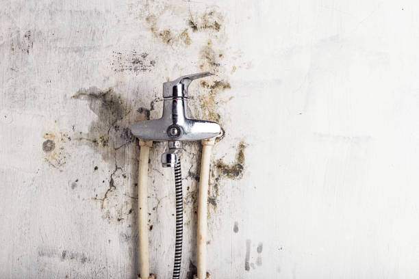 Best Affordable Mold Removal  in Northlakes, NC