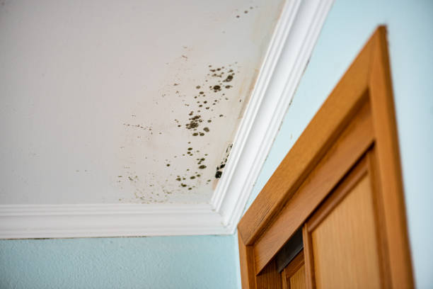 Crawl Space Mold Removal in Northlakes, NC
