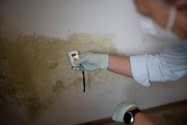 Attic Mold Removal in Northlakes, NC