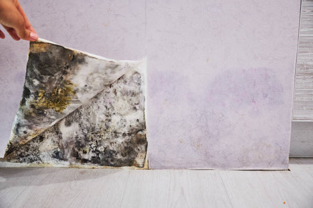 Water Damage Restoration in Northlakes, NC